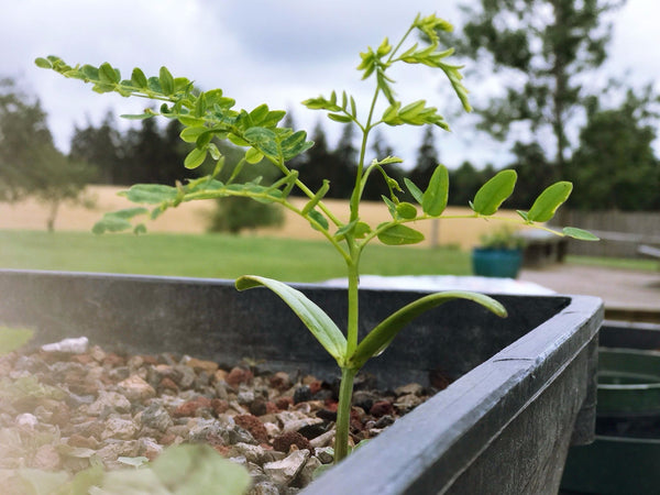 Bonsai tree seedling