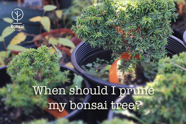 5 Great Tips to consider when pruning, trimming and styling your bonsai tree