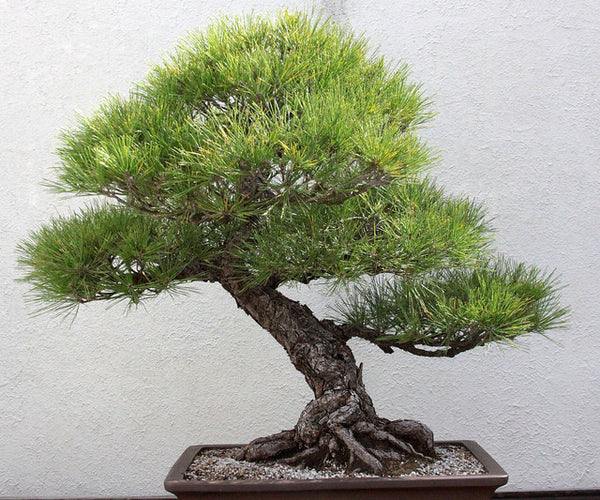 Pinus Thunbergii 20 Fresh Seeds Japanese Black Pine Black Pine Bonsai 