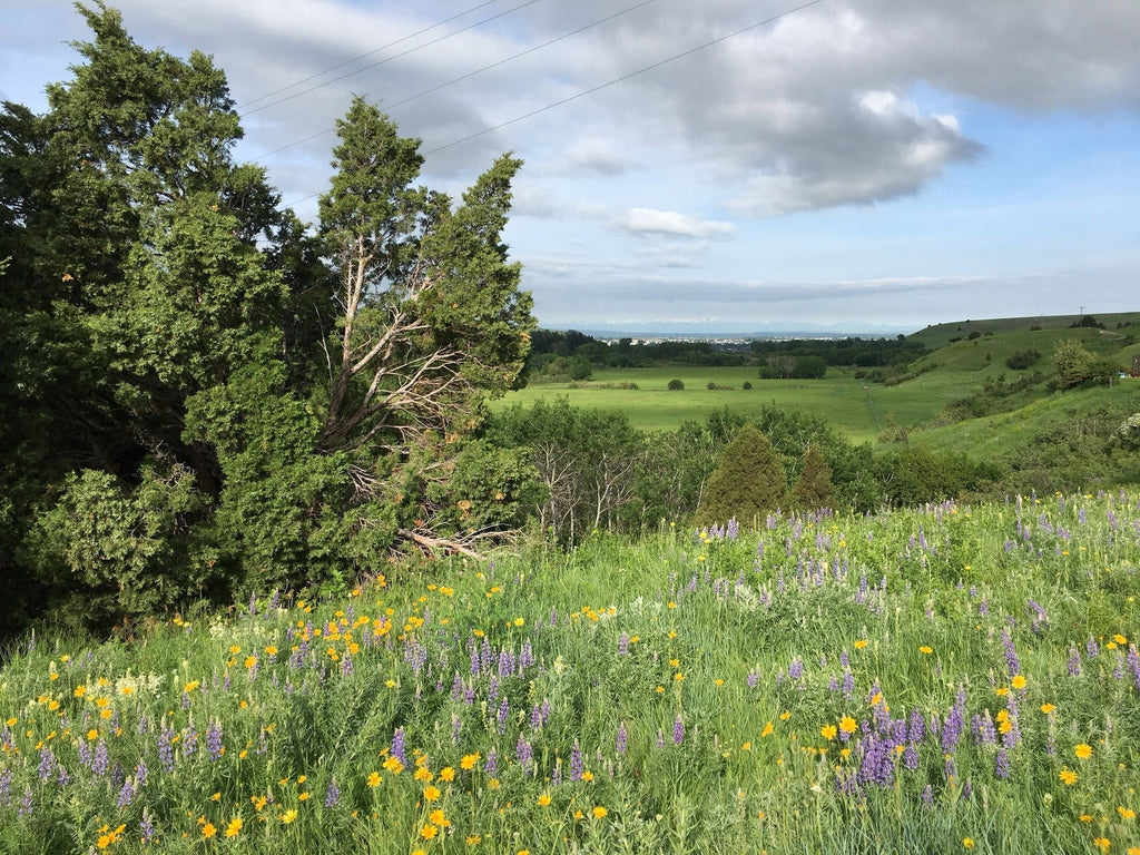 Best Hikes to Spot Spring Wildflowers in Bozeman, Montana