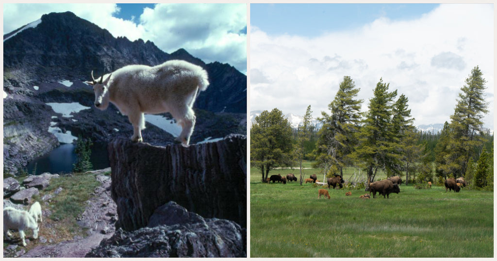 Glacier Wildlife vs. Yellowstone Wildlife