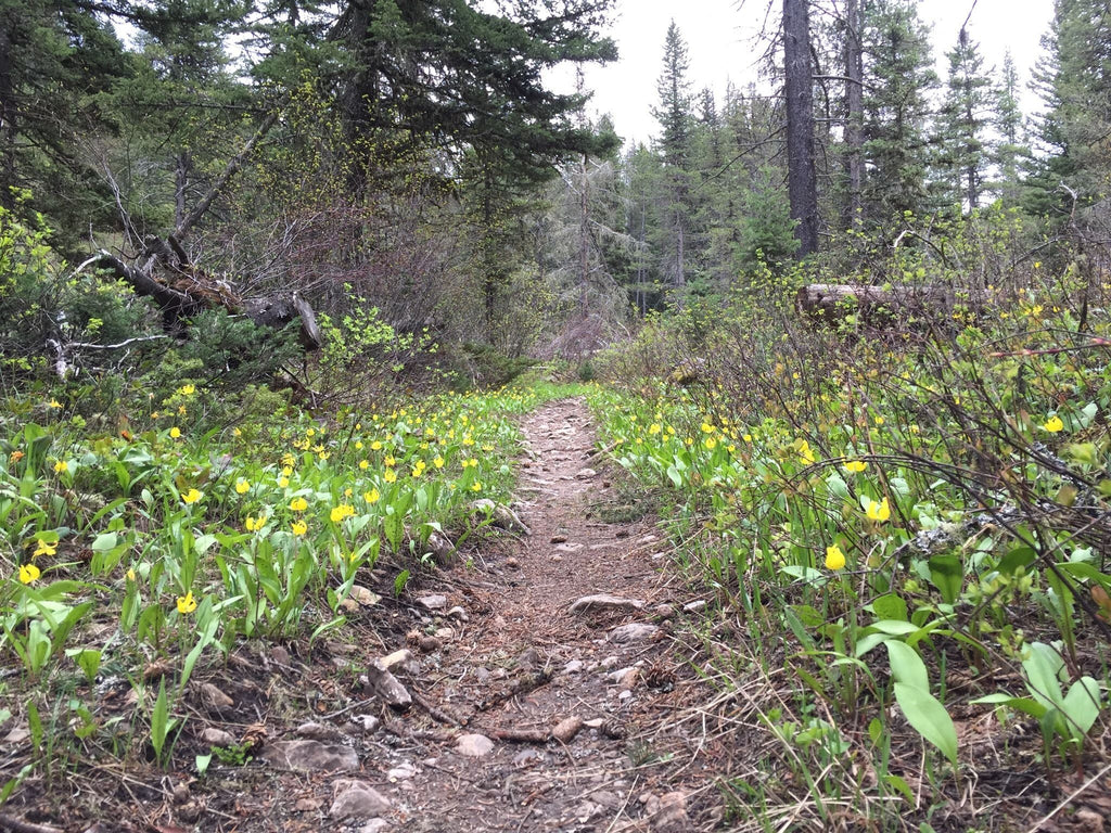 Best Hikes to Spot Spring Wildflowers in Bozeman, Montana