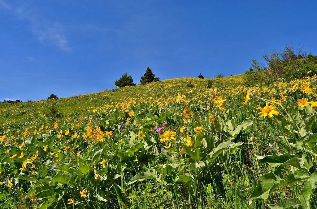 Best Hikes to Spot Spring Wildflowers in Bozeman, Montana