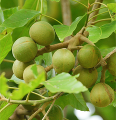 kukui nut oil Hawaii