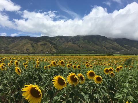 Maui sunflower fields