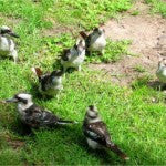 Kookaburras in Sydney