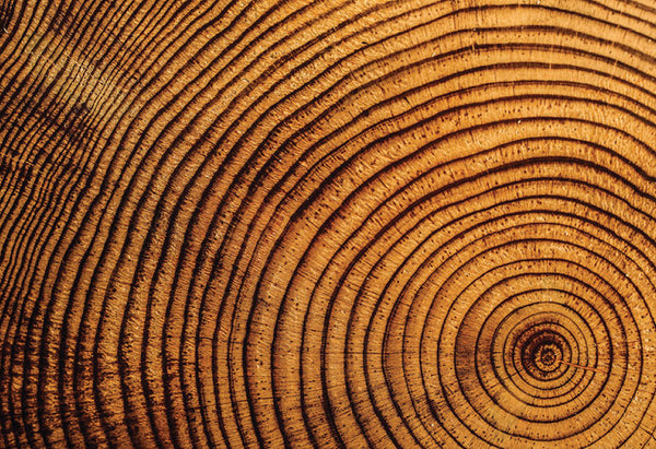 Trees in colder areas have slower growth rates and thus, they have more rings per given length of a cross section.