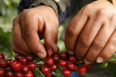 Hands picking coffee beans on coffee farm