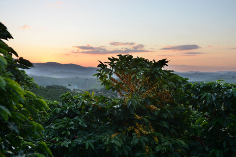 Landscape coffee plantation with a view and sunset