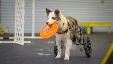 Special K9 Games