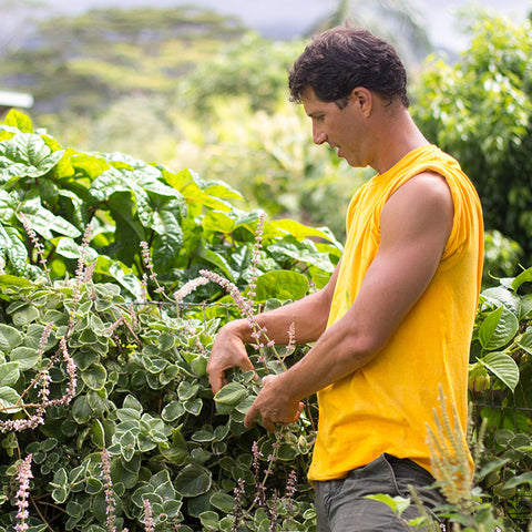 Doug Wolkon harvesting cuban oregano