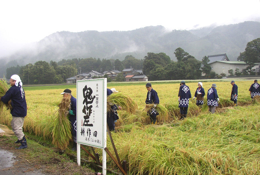 Kubota Shuzo rice fields