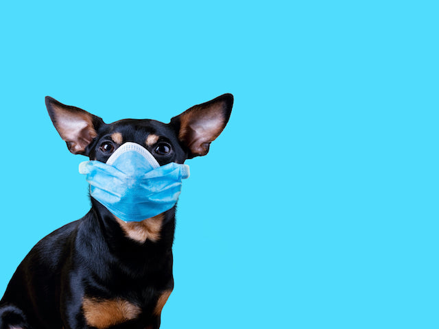 UPDATE: Covid-19 Safety Tips for Your Pet