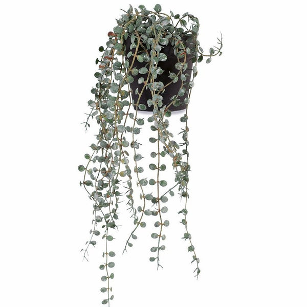 Hanging Button Fern (in pot)