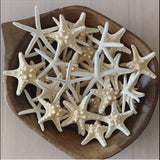 Thorny Starfish