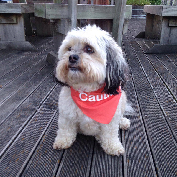 dog bandana nz