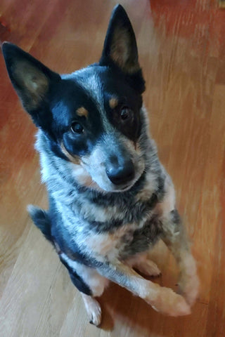 Django, a Blue Heeler on National Love Your Pet Day