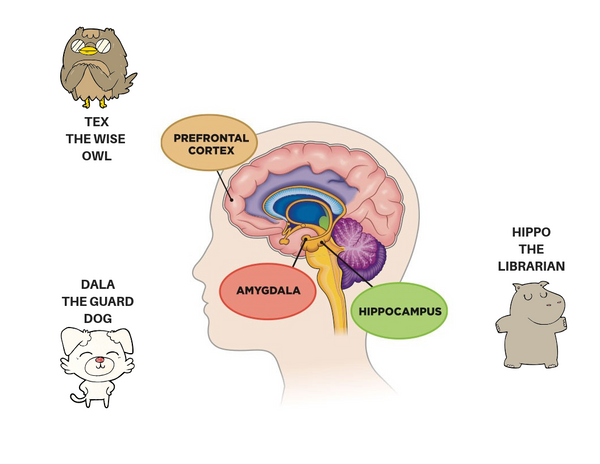 3 key players of the brain