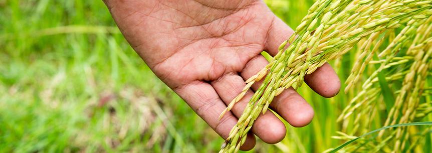 The Great Seedpocalypse of 2020?