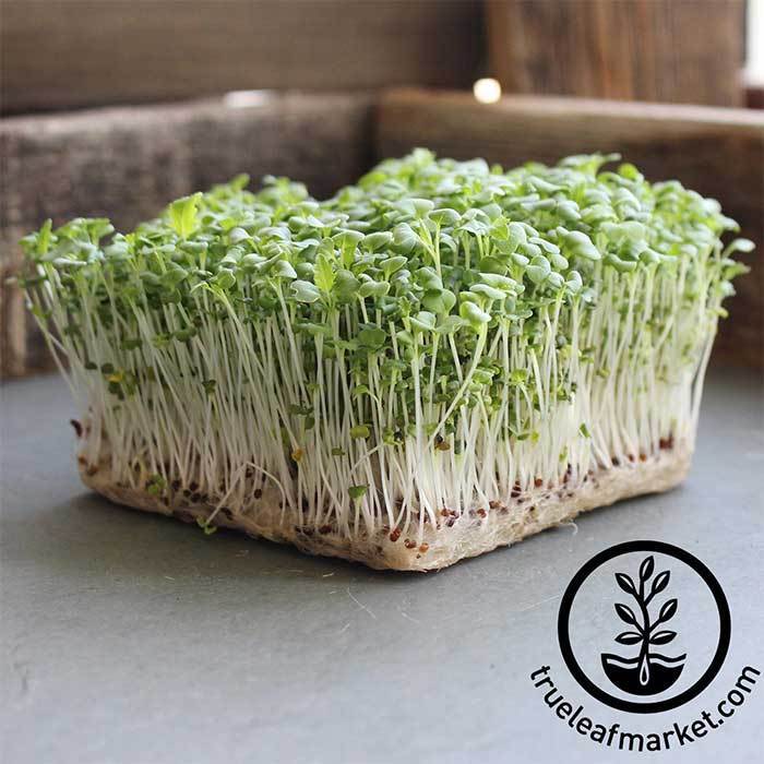 Organic Green Mizuna Microgreen Seeds Japanese MustardOriental Vegetable 