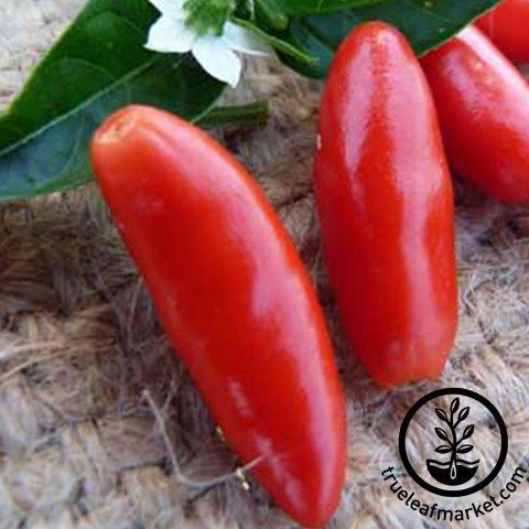 Non GMO Heirloom Chili Vegetable Chile Piquin Pepper Pequin Seeds For Planting
