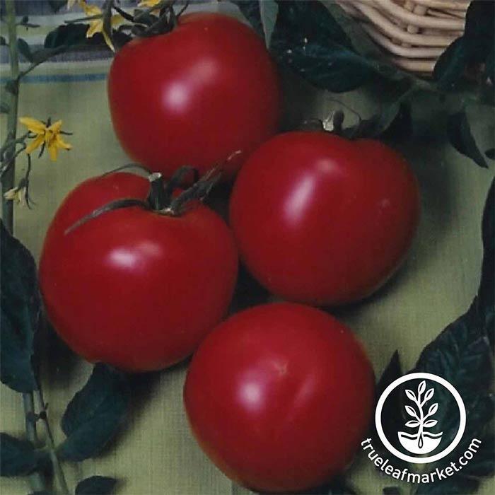 NON-GMO Arkansas Traveler Tomato Seeds Heirloom Medium Slicer FREE SHIPPING 