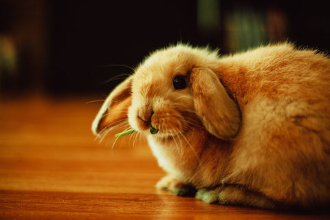 10 Fun Facts about Rabbits - We Know Pets!