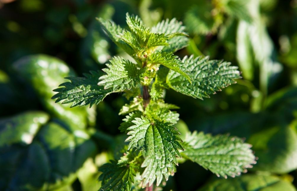 Nettles for Seasonal Allergies {naturally safe and effective}