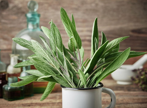 6 Health Benefits Of Sage And How You Can Use It At Home – Wild Dispensary