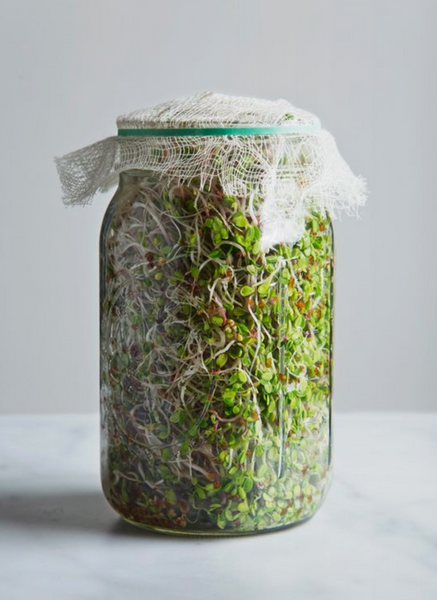 edible sprouts in mason jar in a few days