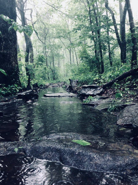 Springer Mountain Trail