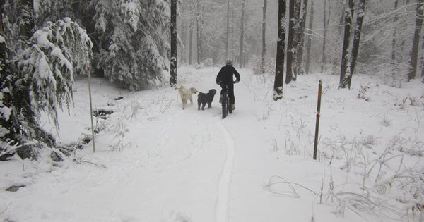 Remi, Cotton, and owner Randy in the snow