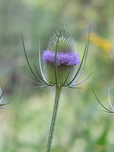 Grow With Confidence Essence Blend Pacific Northwest