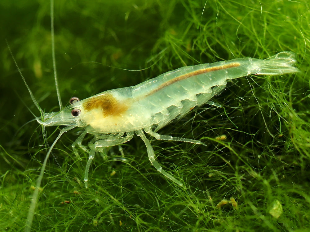 large ghost shrimp