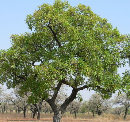 Shea Tree