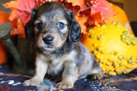 red dapple longhair miniature dachshund