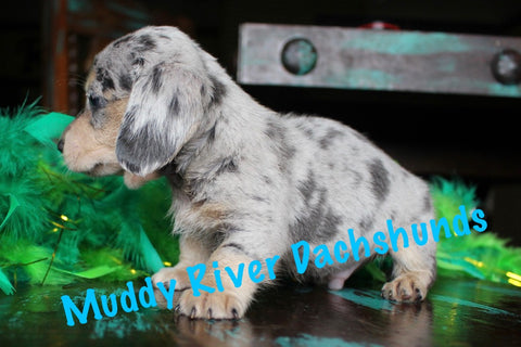 black and cream shorthair dachshunds akc muddy river