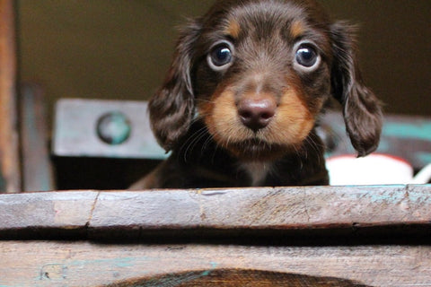 chocolate and tan mini doxies