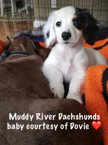 Piebald dachshunds Muddy River Dachshund puppies