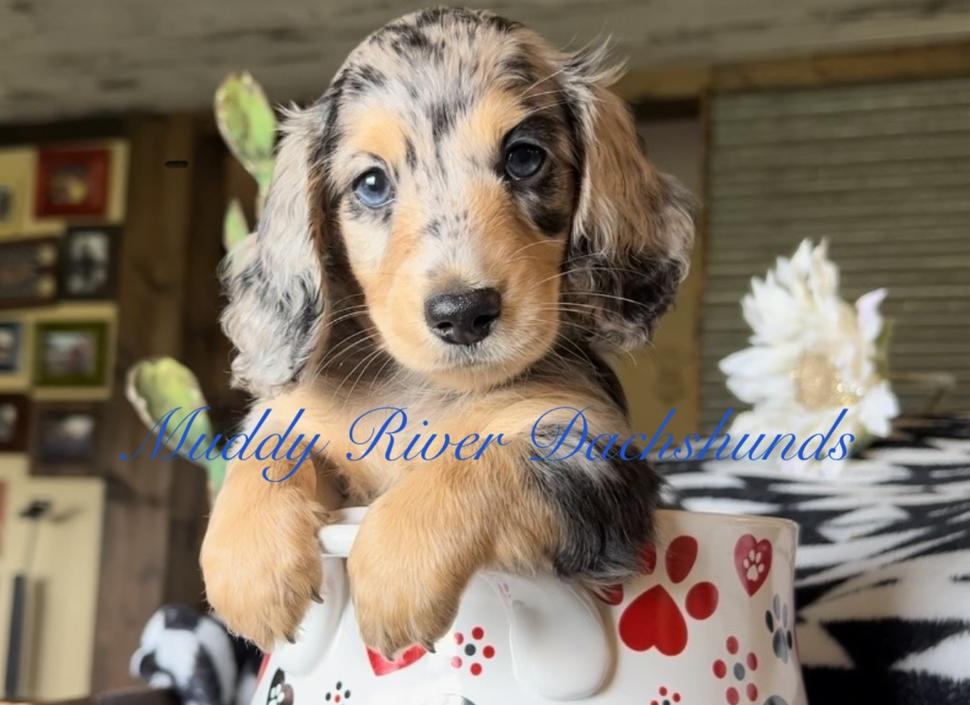 long hair weenie dog puppies