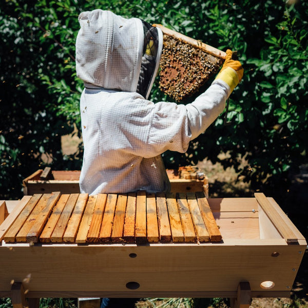 Advice for Beginner Beekeepers -Bee Built