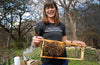 介绍养蜂课程与塔拉查普曼!