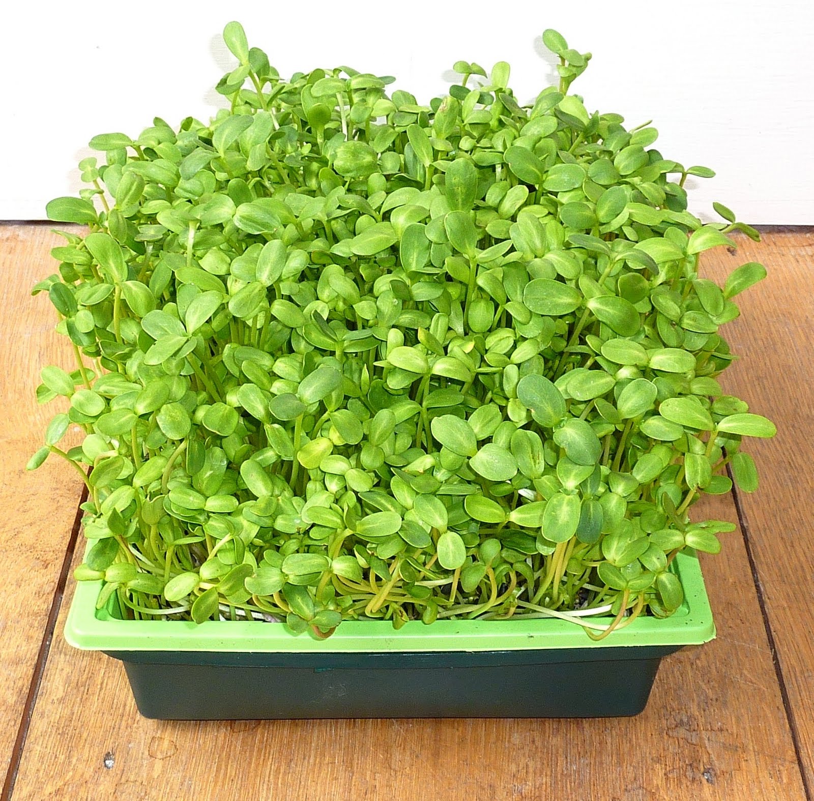 sunflower seeds shoots sprouting tray