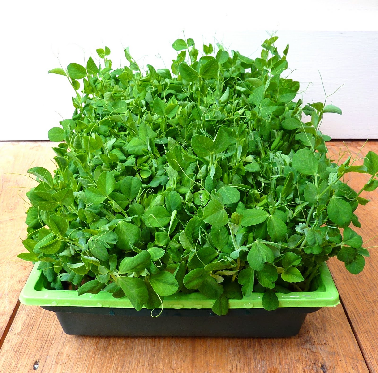 Snowpea shoots sprouting tray