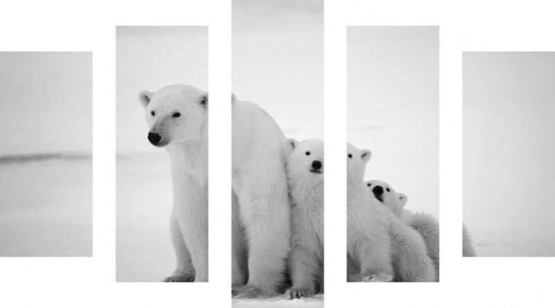MacJac Art 5 Panel CANVAS Polar Bear Theme Wall Art Photography Prints Model 5PC-AL-0340