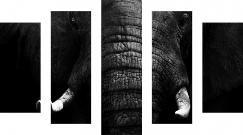 MacJac Art 5 Panel CANVAS Elephant Theme Wall Art Photography Prints Model 5PC-AL-0344