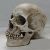 Human Skull - High Quality Resin Lifesize 1:1