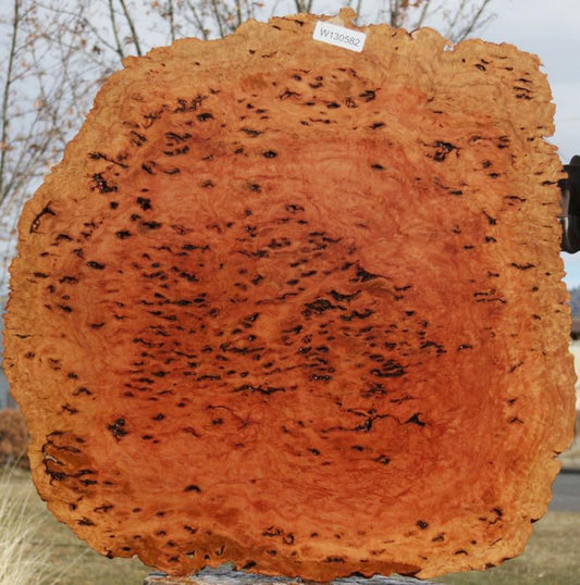 Red Mallee Resin Burl Round Slab