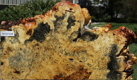 Rustic Buckeye Burl Live Edge Lumber