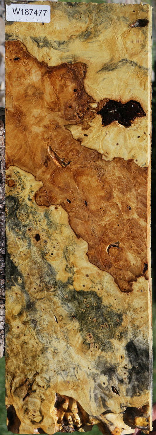 Rustic Buckeye Burl Live Edge Lumber